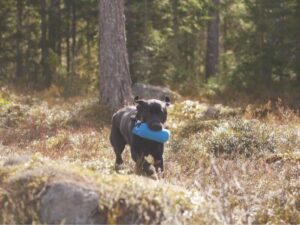 Prova-på b-prov